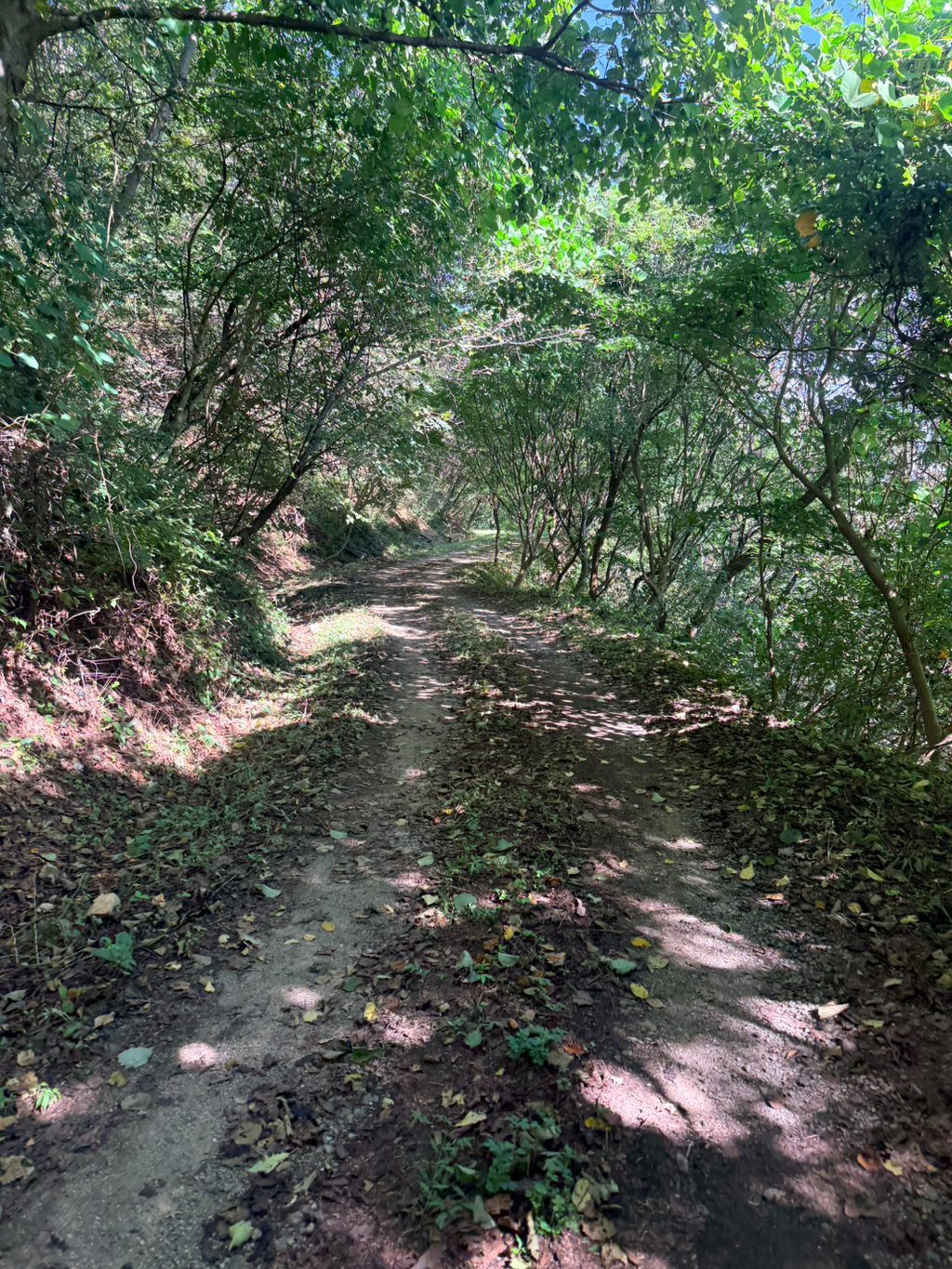 페달가족_58Km845m_덕성산 임도 사진 3