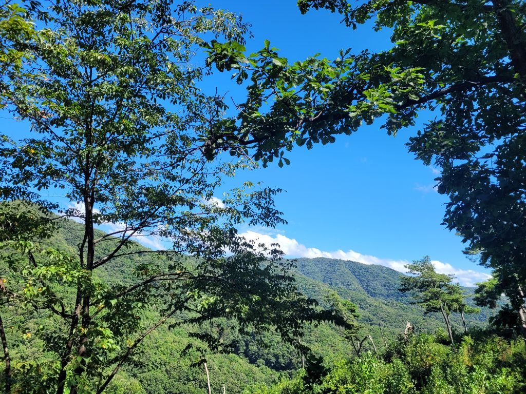 페달가족_58Km845m_덕성산 임도 사진 5
